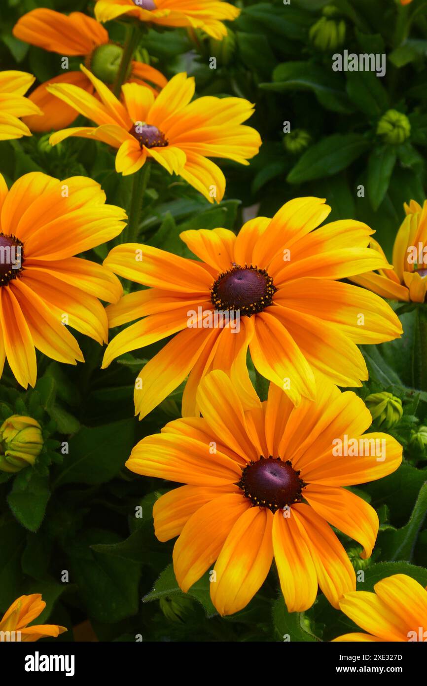 Rudbeckia dagli occhi neri Foto Stock