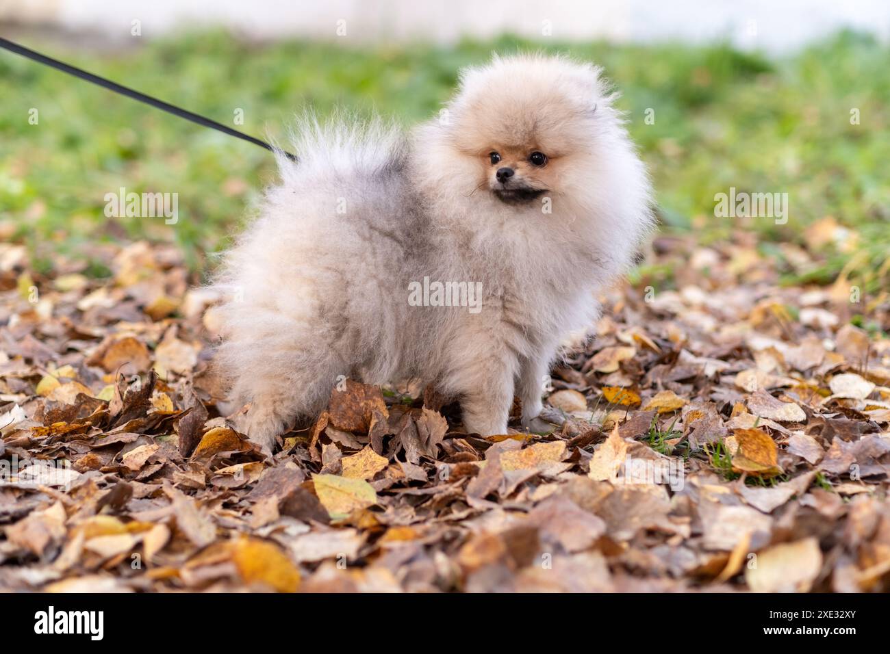 Ritratto di un simpatico e affascinante cane della Pomerania che cammina al guinzaglio Foto Stock
