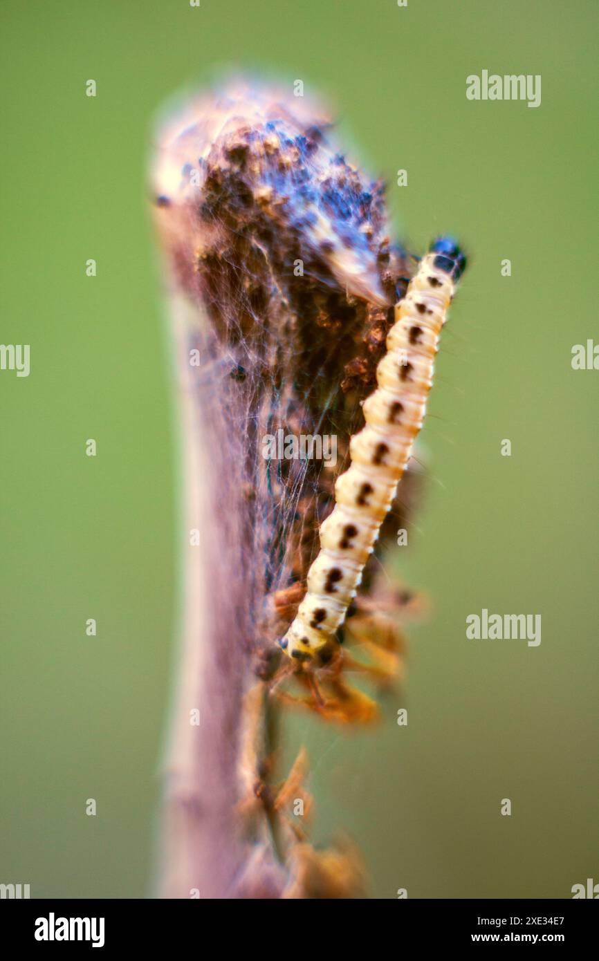 Caterpillari di falena tessuta yponomeuta evonymella. Foto Stock