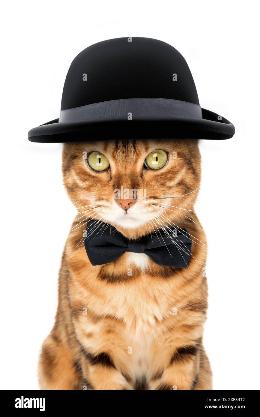 Il gatto indossa un cappello e un papillon. Foto Stock