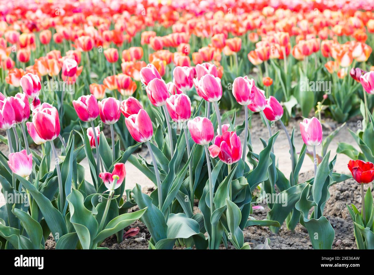 Campo di tulipani fioriti in Olanda, primavera - splendido sfondo verde floreale Foto Stock