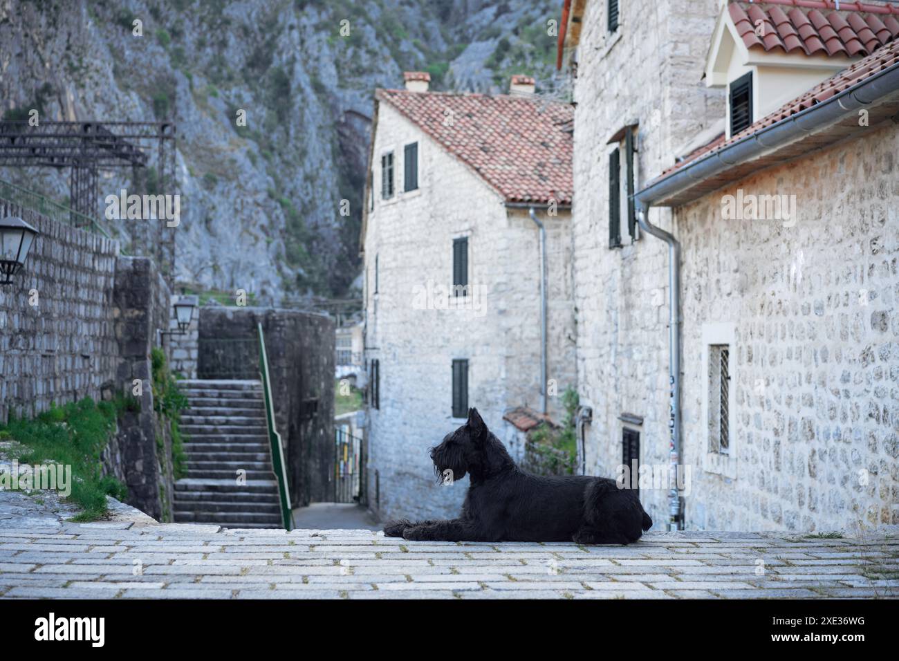 Un cane Schnauzer nero si sdraierà su una vecchia strada acciottolata, ammirando una scala senza tempo fiancheggiata dalla classica architettura europea. Foto Stock