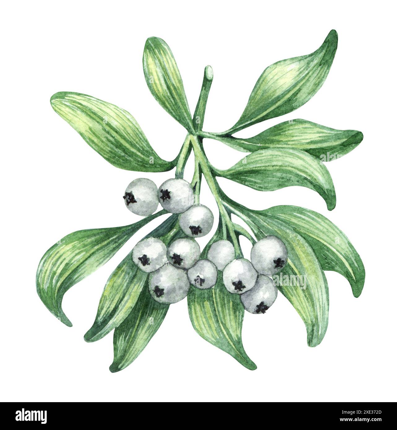 Ramoscello floreale di Mistletoe acquerello con bacche bianche. Decorazioni tradizionali natalizie Foto Stock