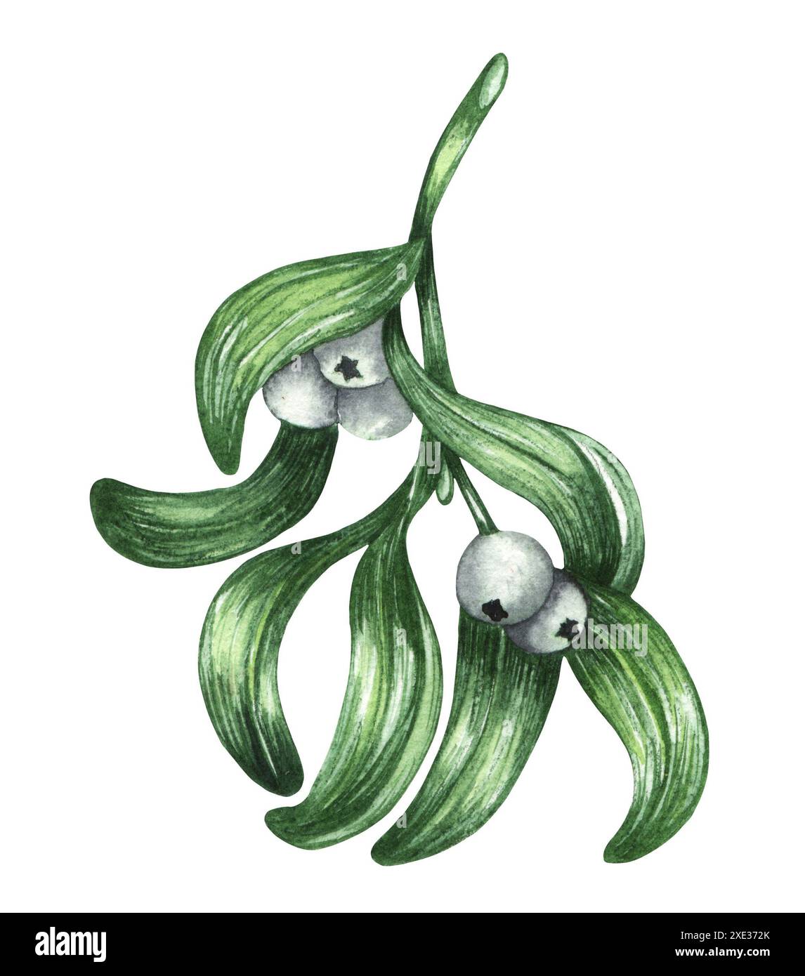 Ramoscello floreale di Mistletoe acquerello con bacche bianche. Decorazioni tradizionali natalizie Foto Stock