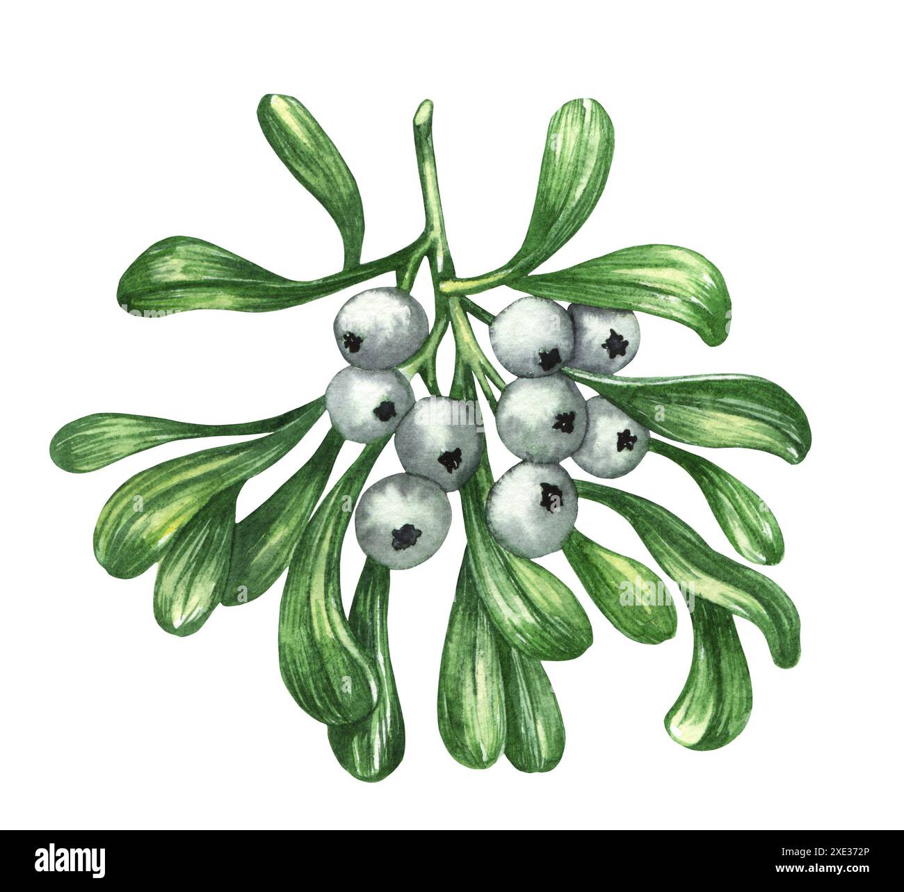 Ramoscello floreale di Mistletoe acquerello con bacche bianche. Decorazioni tradizionali natalizie Foto Stock