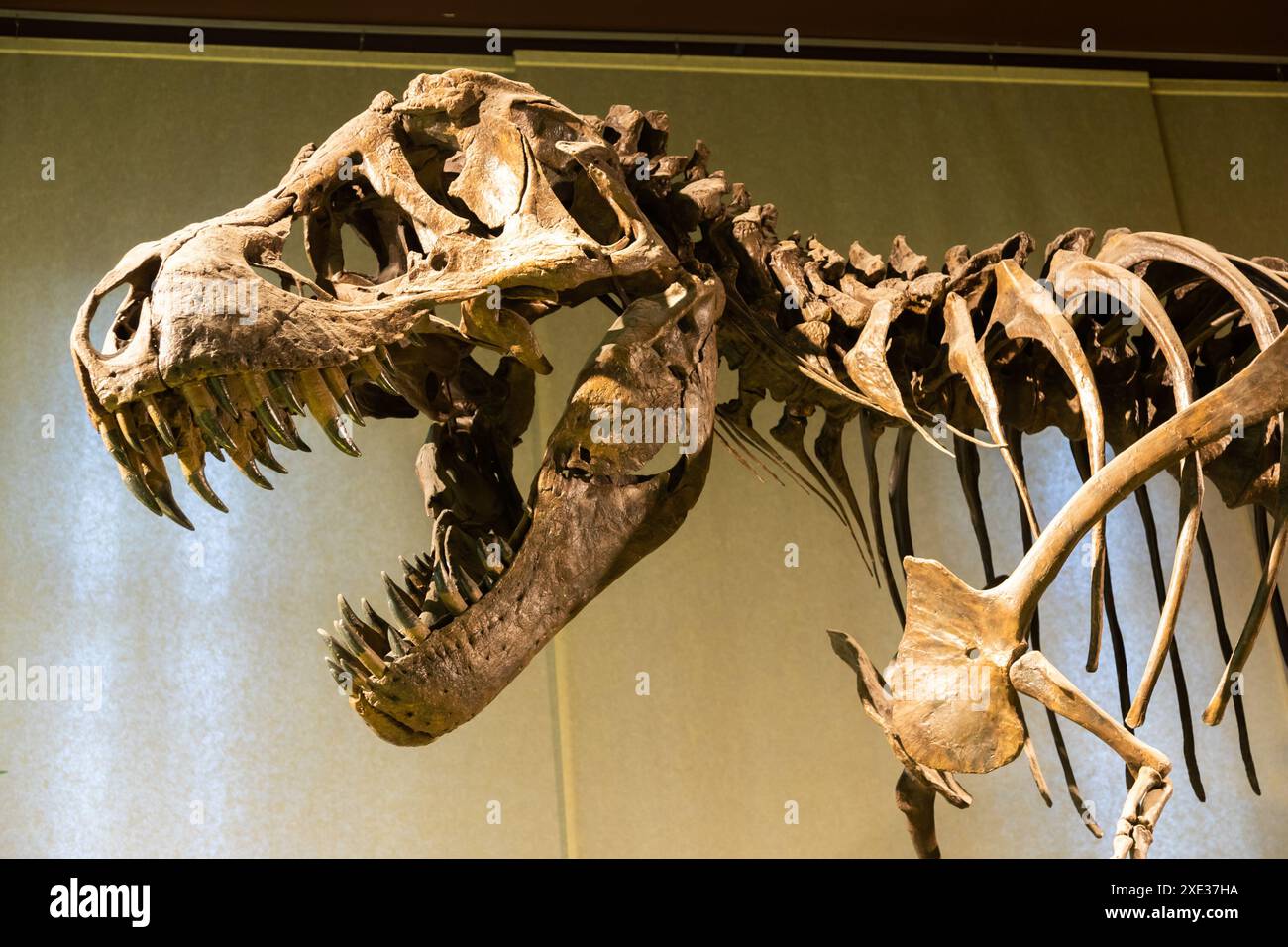 Tyrannosaurus Rex Fossil. Vecchio scheletro t-rex nel museo. Foto Stock