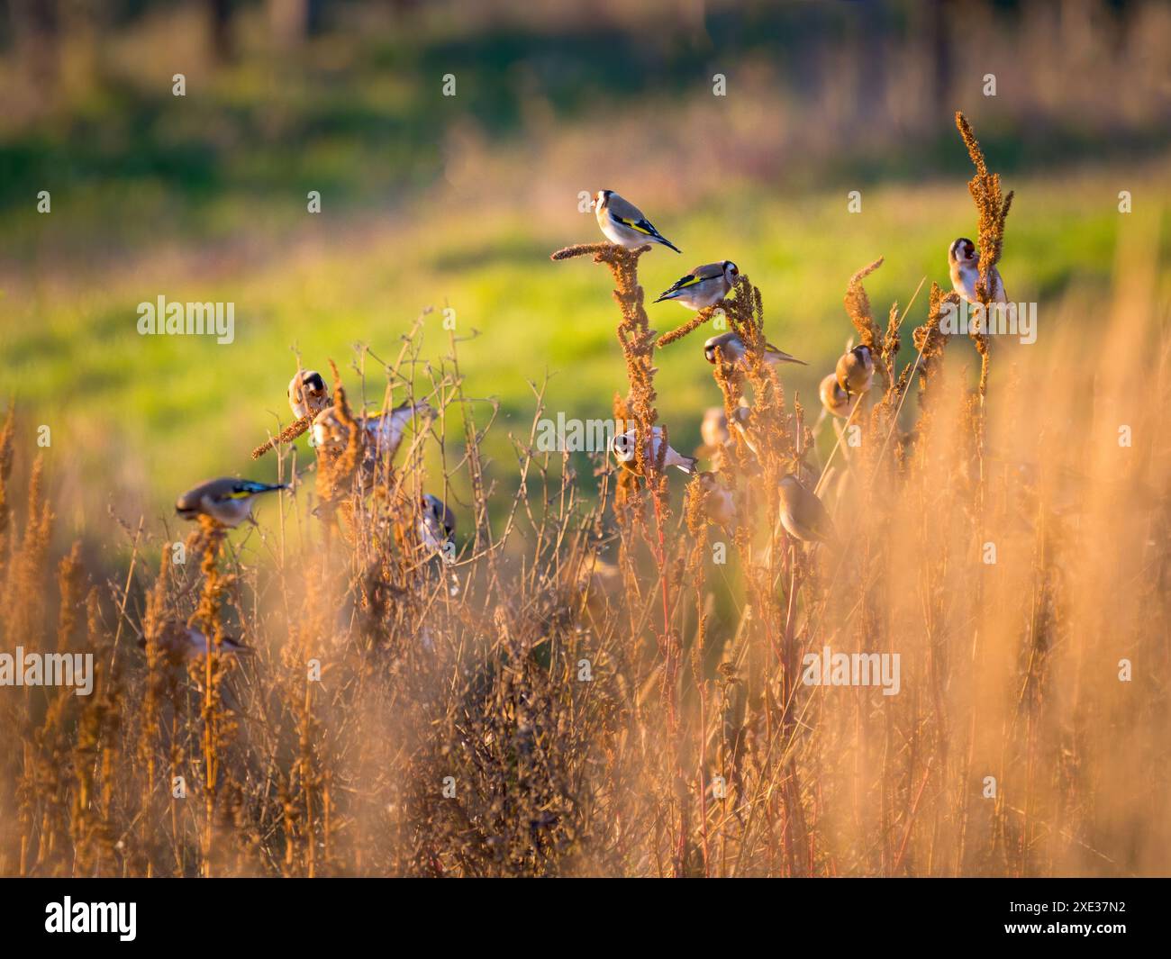 Gruppo di finocchiere europee cardueli cardueli che mangiano germogli sugli alberi all'inizio della primavera. Graziosi piccoli e colorati uccelli cantautori in wildlif Foto Stock