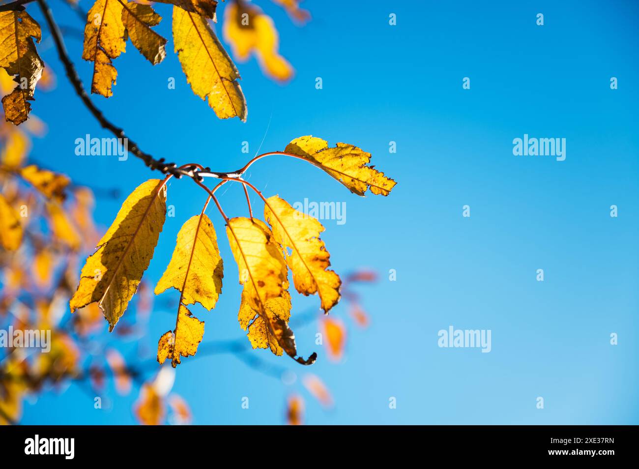 Primo piano di foglie d'autunno gialle sul ramo contro il cielo blu, copia spazio Foto Stock