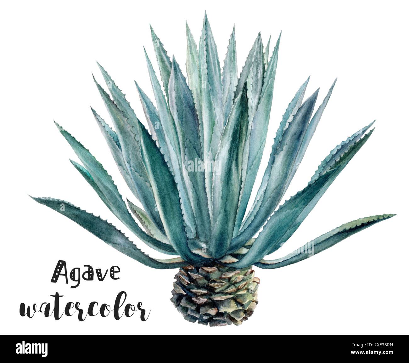 Illustrazione ad acquerello di una pianta di agave, che cattura la bellezza della natura attraverso dettagli botanici Foto Stock