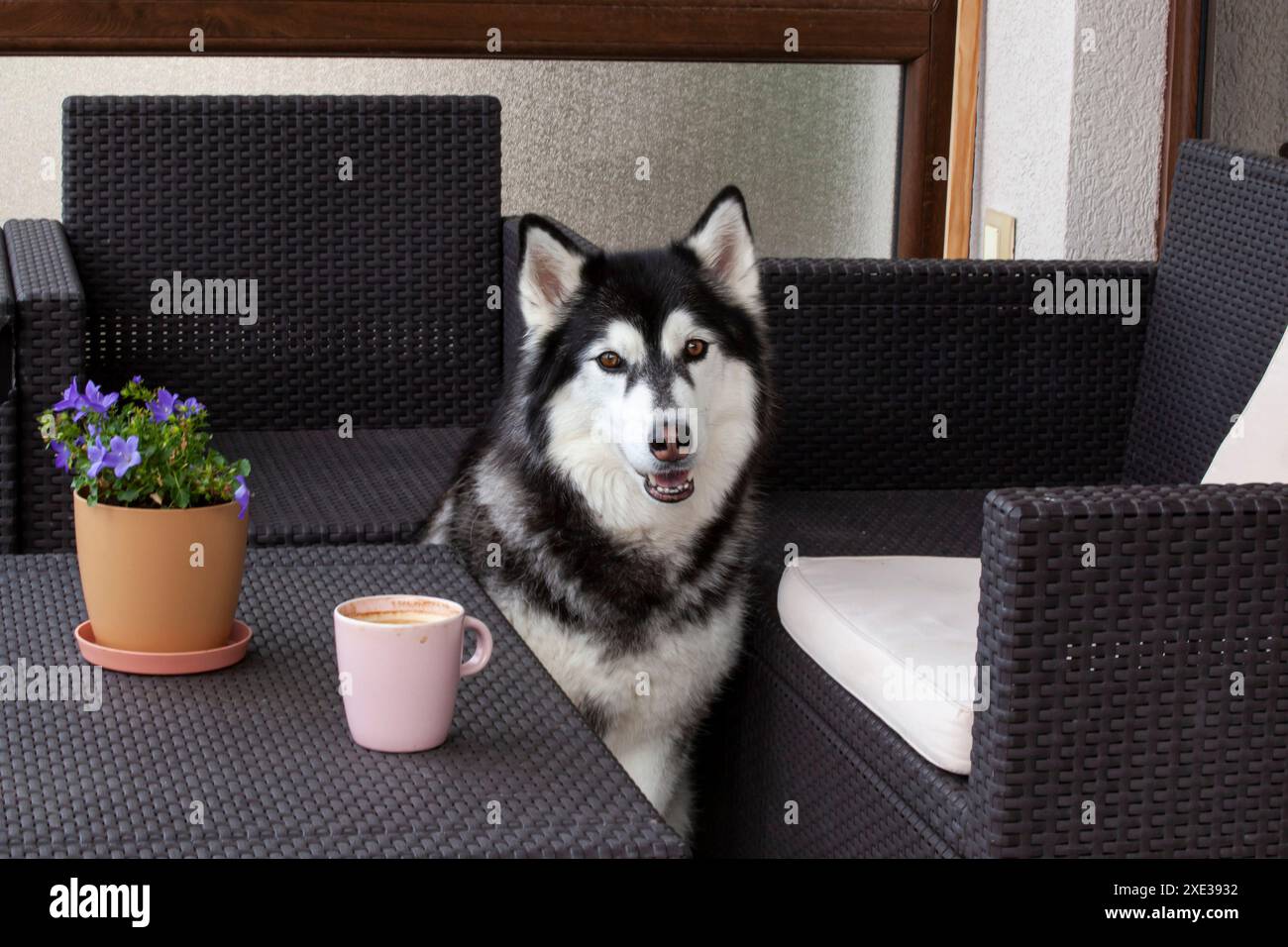 Cane Husky sulla veranda con mobili in rattan. Sul tavolo sono presenti un fiore in vaso e una tazza di caffè rosa. Foto della famiglia. Orizzontale. Foto Stock