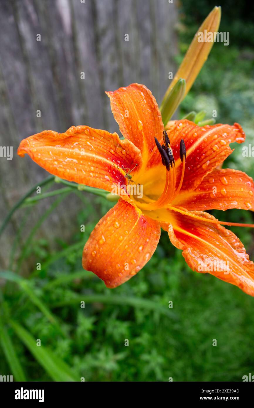 Gigli dopo una tempesta di pioggia Foto Stock