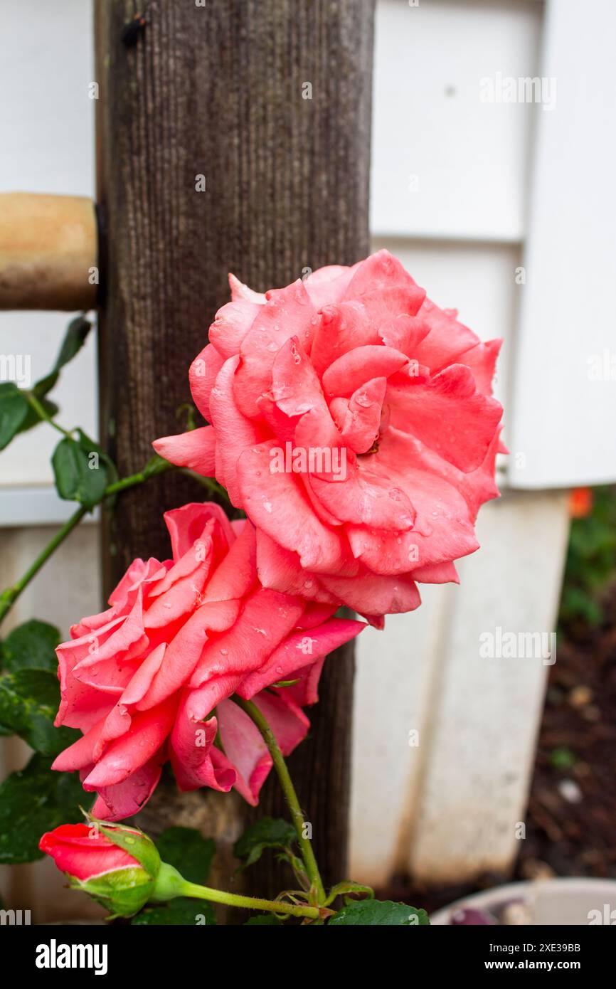 Rose rosa dopo il temporale Foto Stock