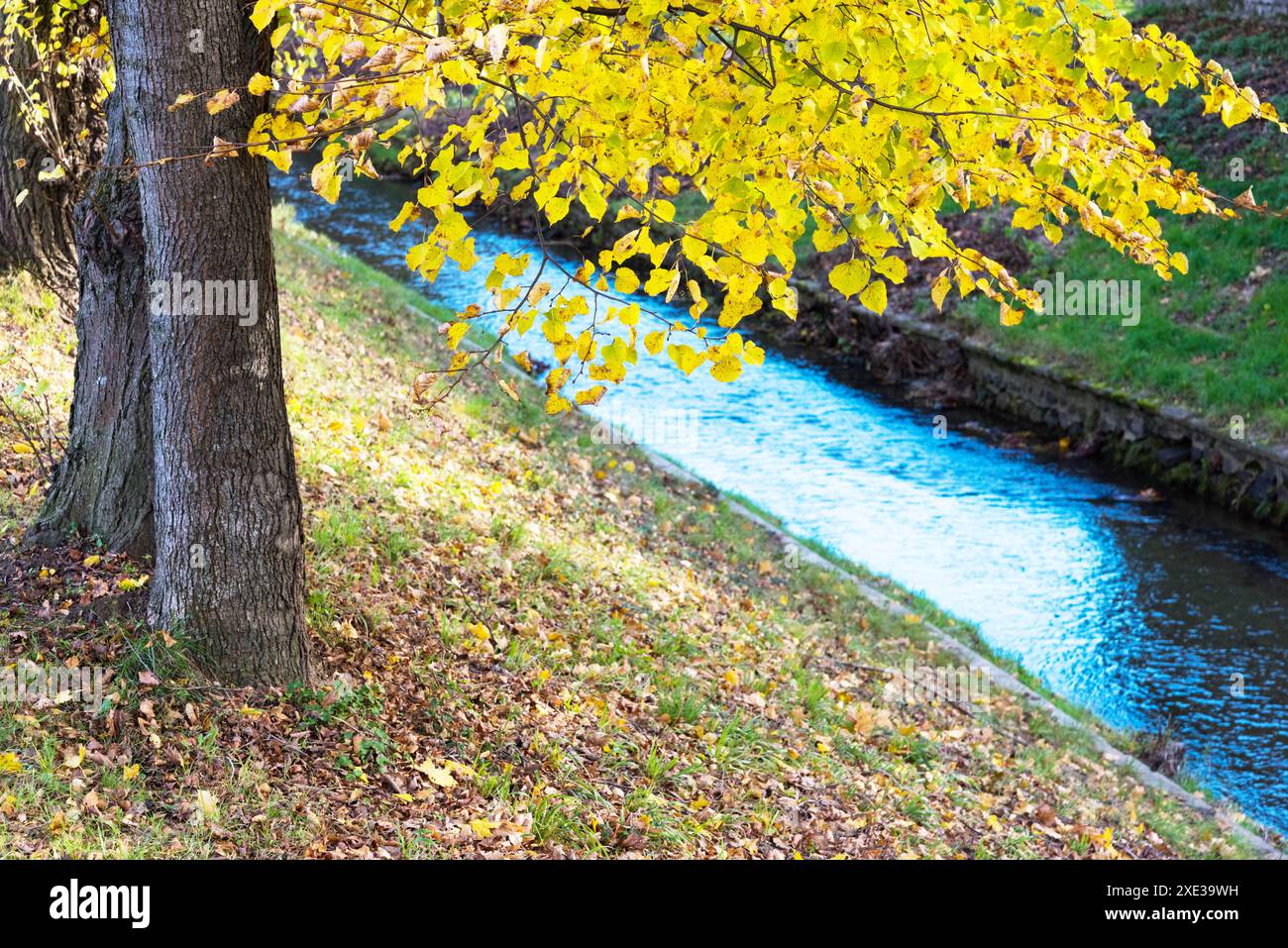 Autunno giallo foglie di quercia nel parco autunnale. Sfondo di caduta con foglie. Bellissimo paesaggio autunnale. Foto Stock