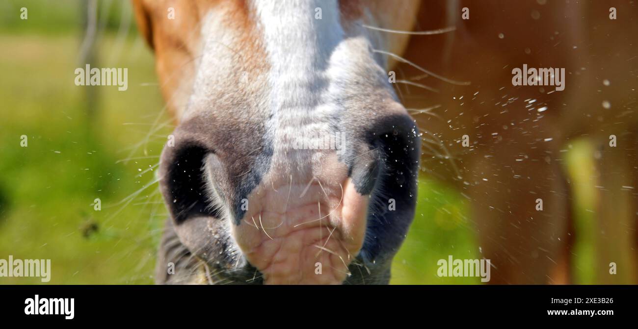Primo piano della bocca del cavallo. Raffreddore e influenza - naso, cavallo malato starnuto. starnuti malati. il cavallo marrone starnutisce Foto Stock