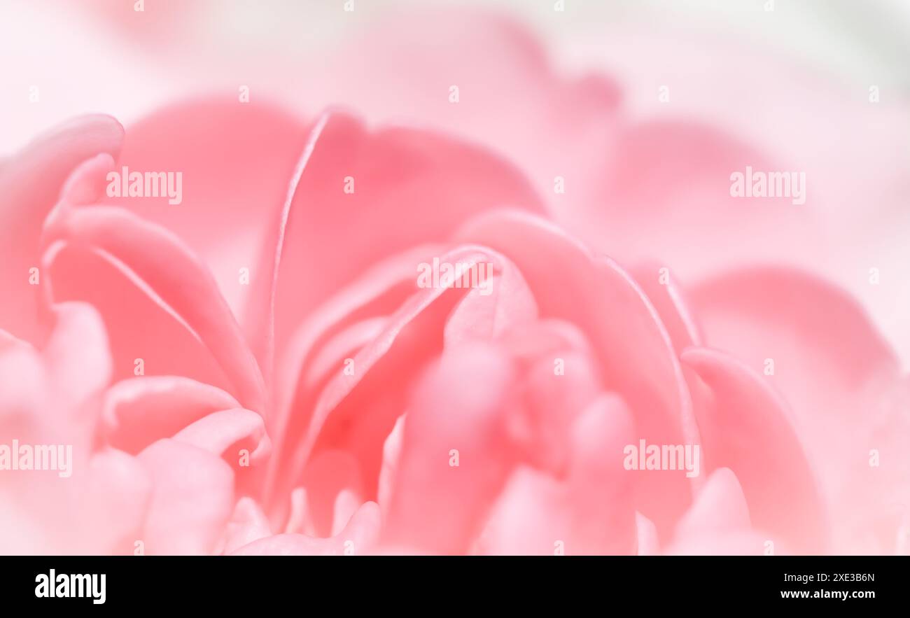 Fiore rosa. Sfondo di fiori macro per il design di un marchio per le vacanze Foto Stock