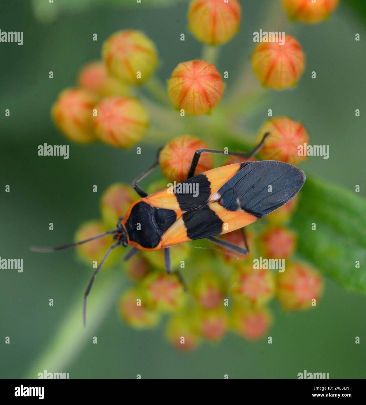 Insetti di Milkweed (Oncopeltus fasciatus) Foto Stock