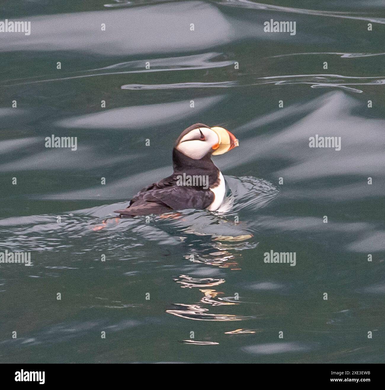 Puffin con corna a Resurrection Bay, Alaska Foto Stock