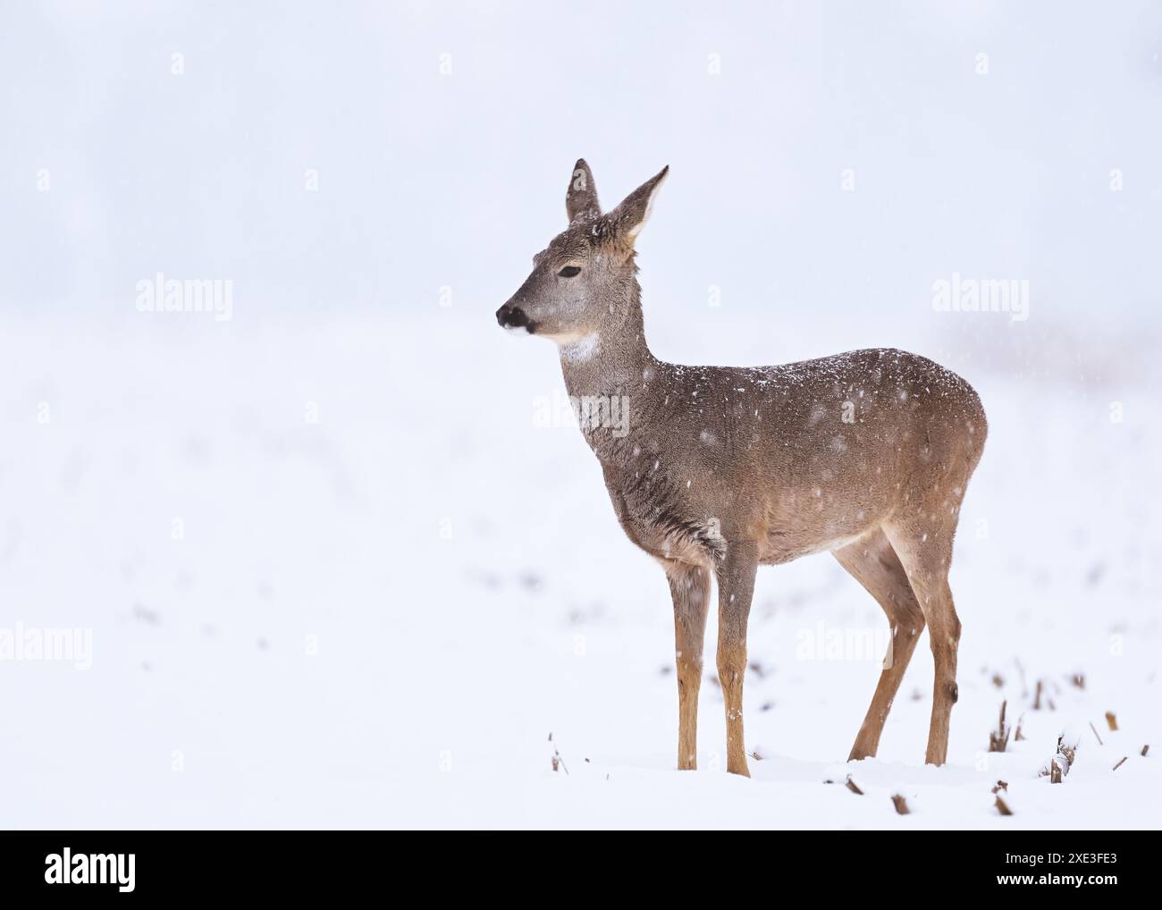 Capriolo femmina (Capreolus capreolus) in piedi in un campo innevato Foto Stock