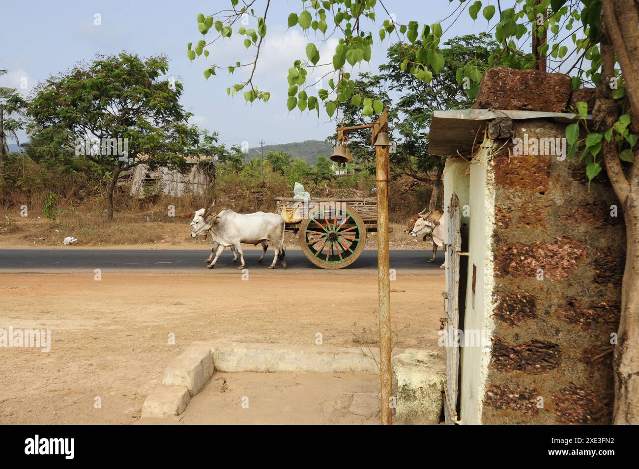 Mucca come animale sacro in India Foto Stock