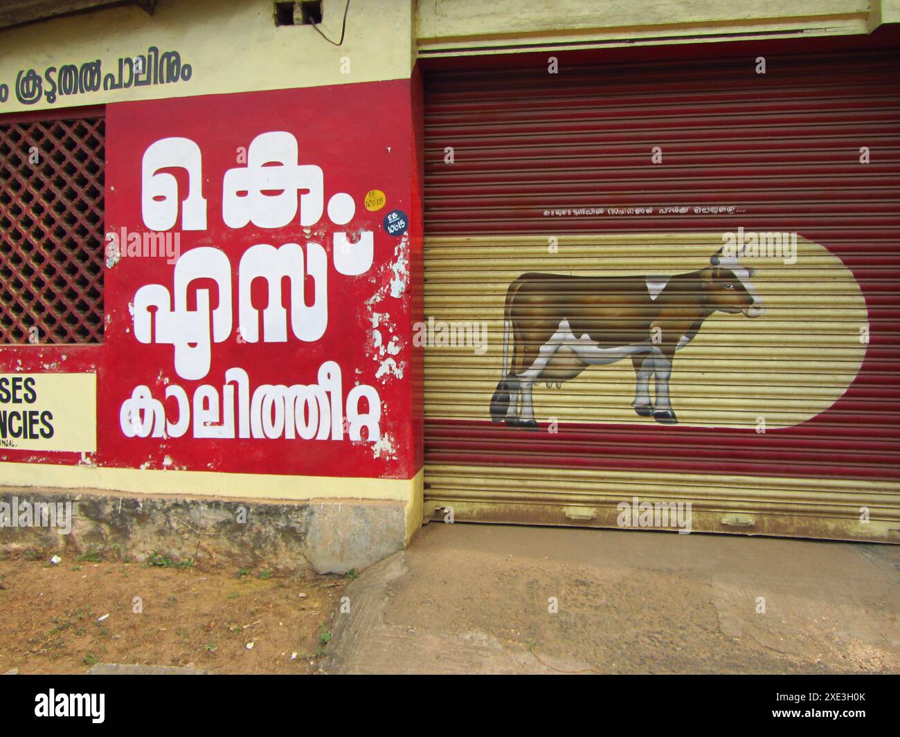 Mucca come animale sacro in India Foto Stock