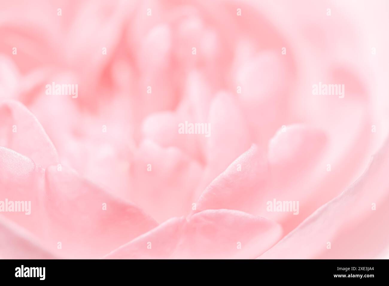 Fiore rosa. Sfondo di fiori macro per il design di un marchio per le vacanze Foto Stock