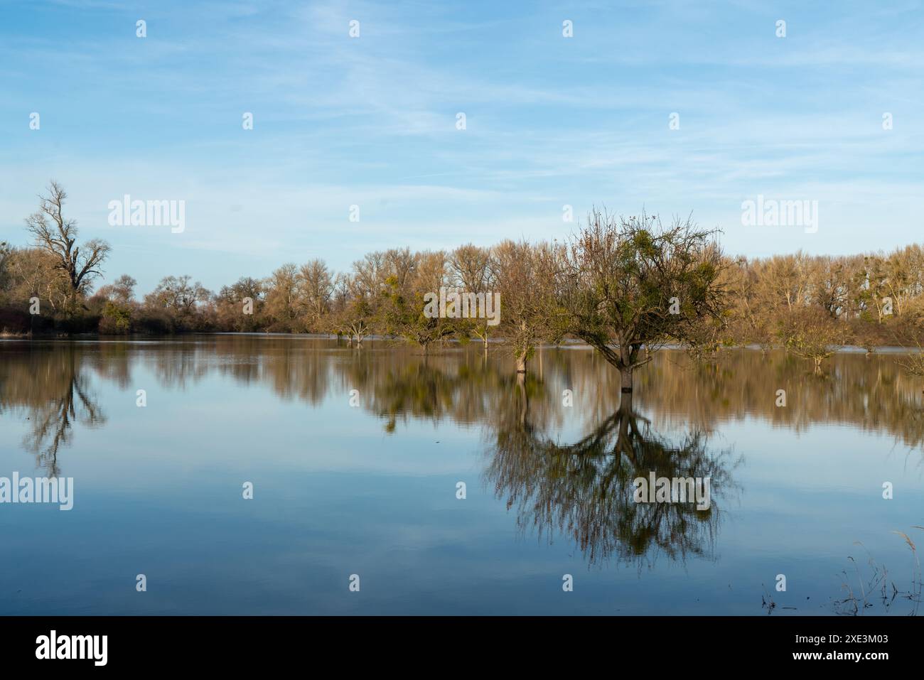 Inondazione sul Reno nell'Assia meridionale Foto Stock