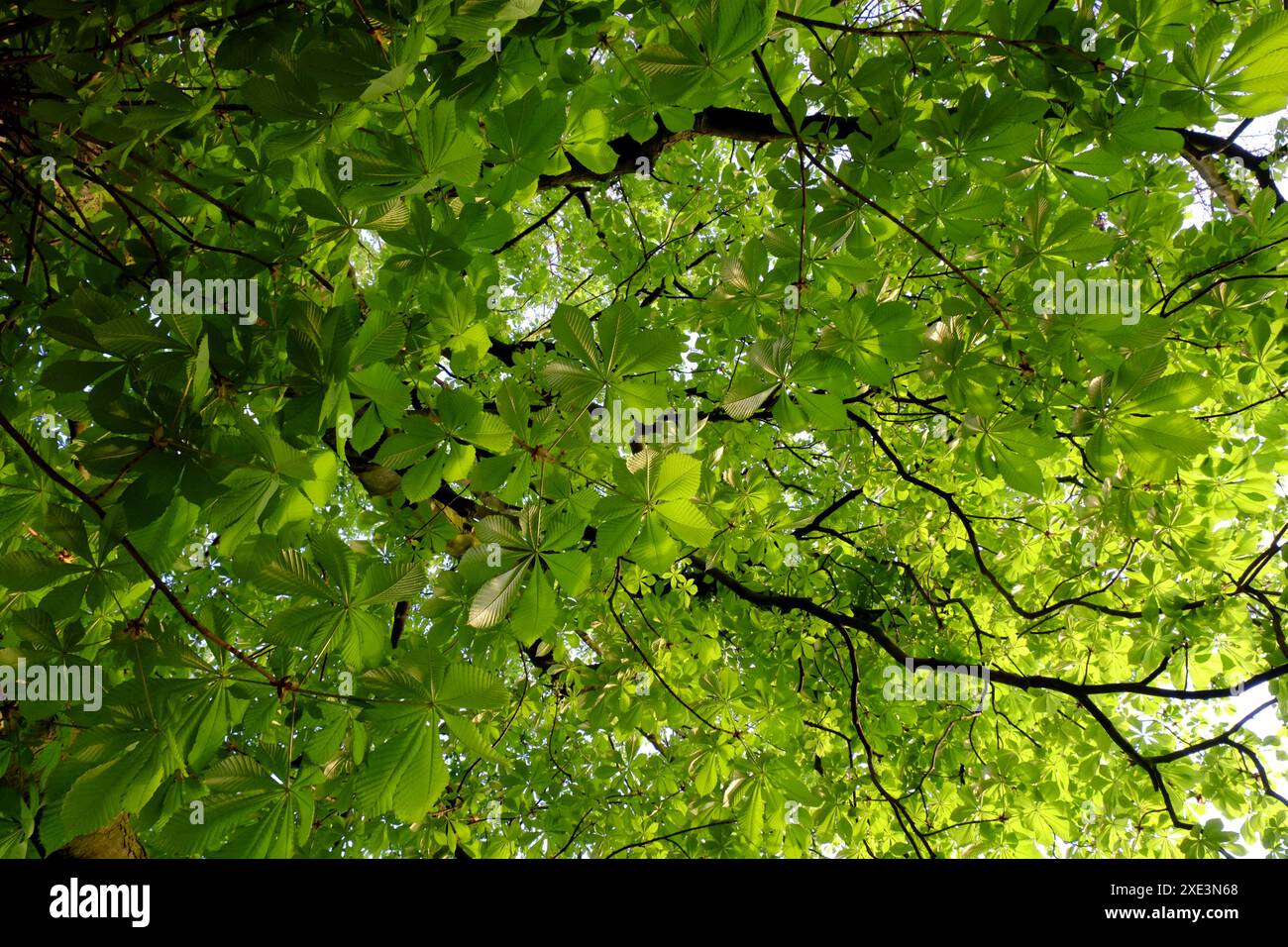 Foglie di castagno Foto Stock