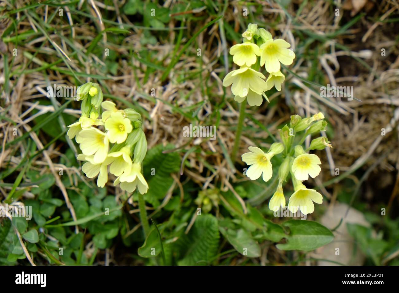 Auricula sul prato, auricula alpina Foto Stock
