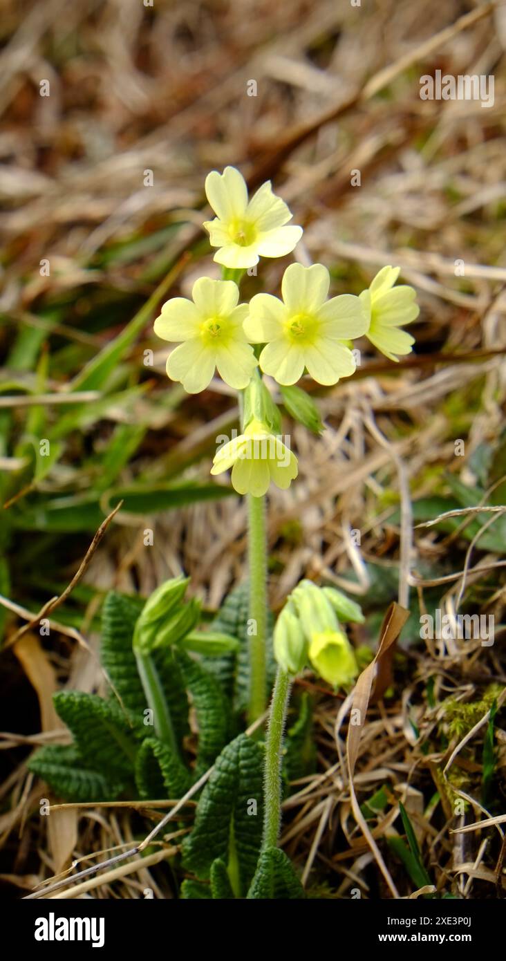 Auricula, auricula alpina Foto Stock