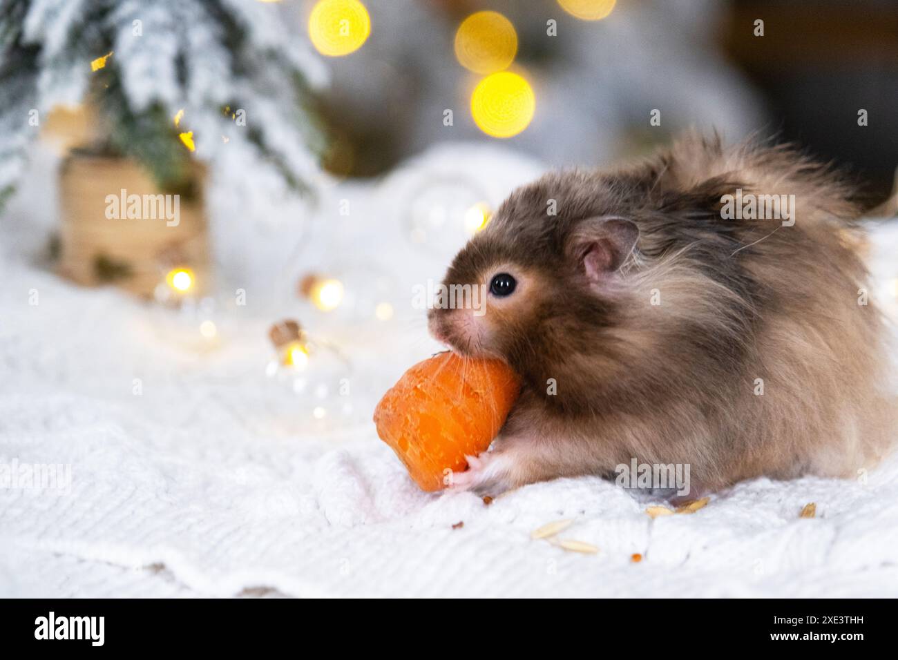 Un simpatico e soffice criceto stuzzica una carota sullo sfondo natalizio con luci da favola e bokeh Foto Stock