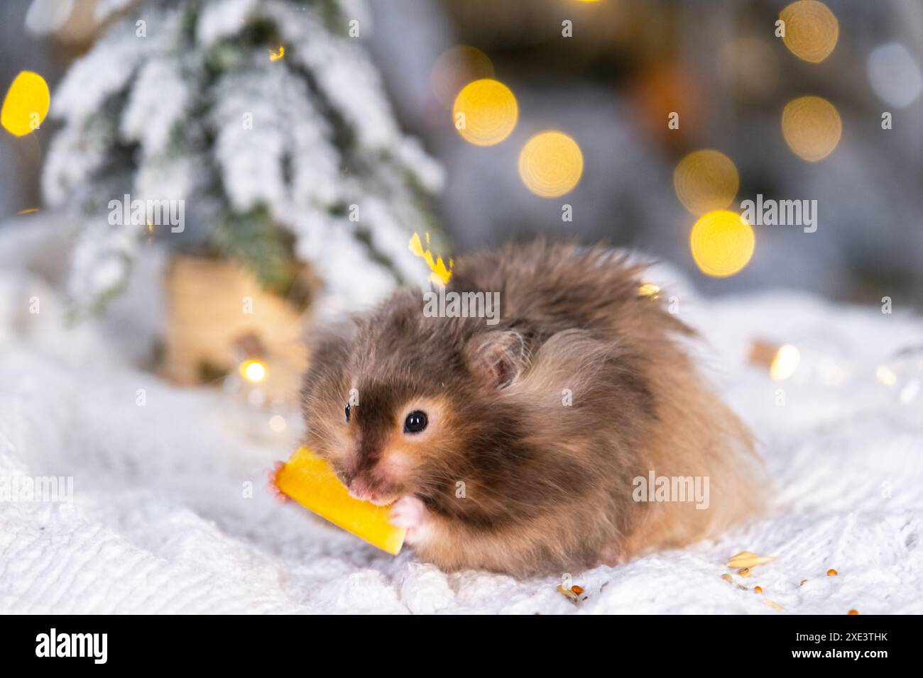 Un simpatico e soffice criceto stuzzica una carota sullo sfondo natalizio con luci da favola e bokeh Foto Stock