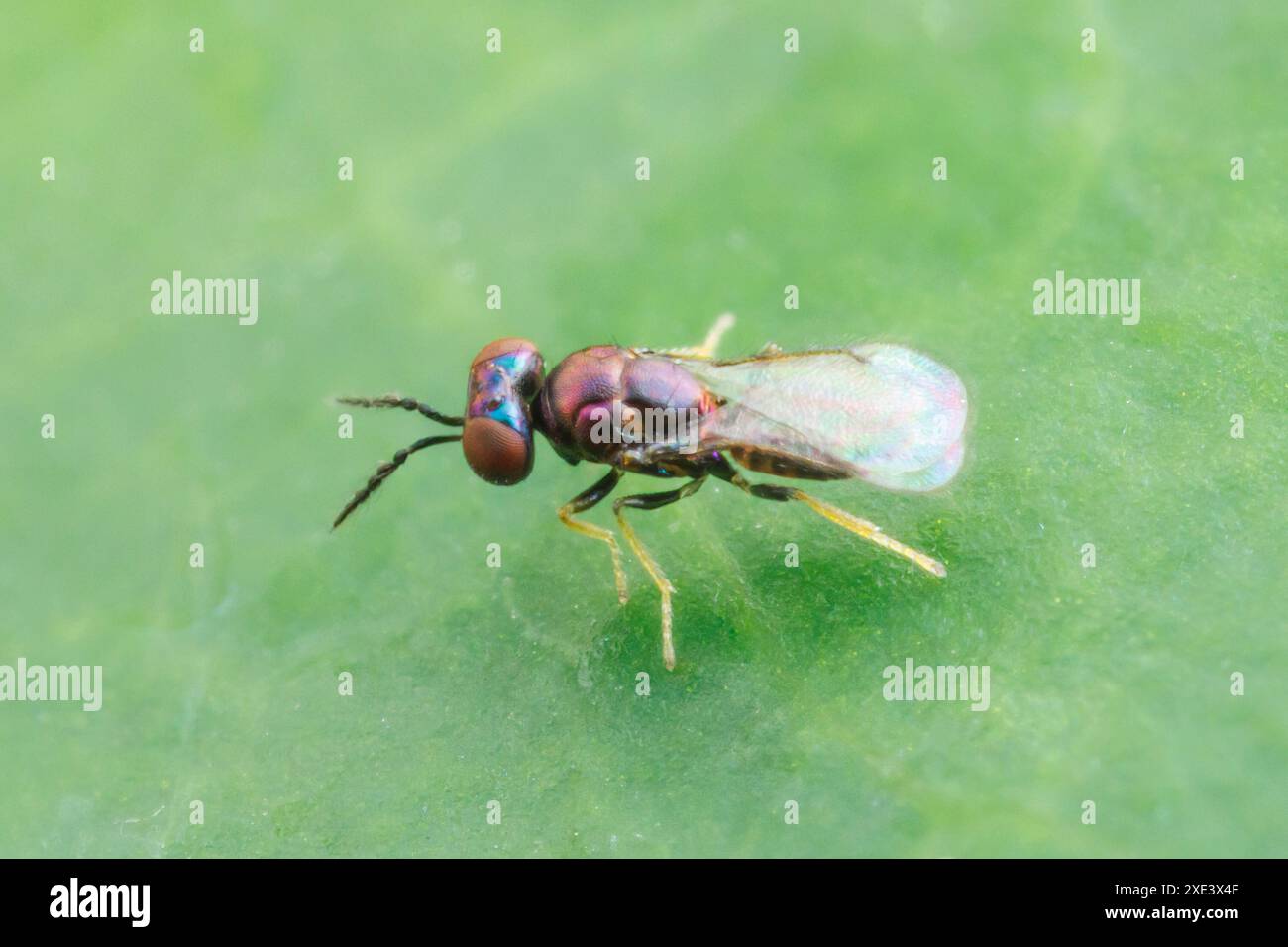 Vespa eulofila (Entedoninae) Foto Stock