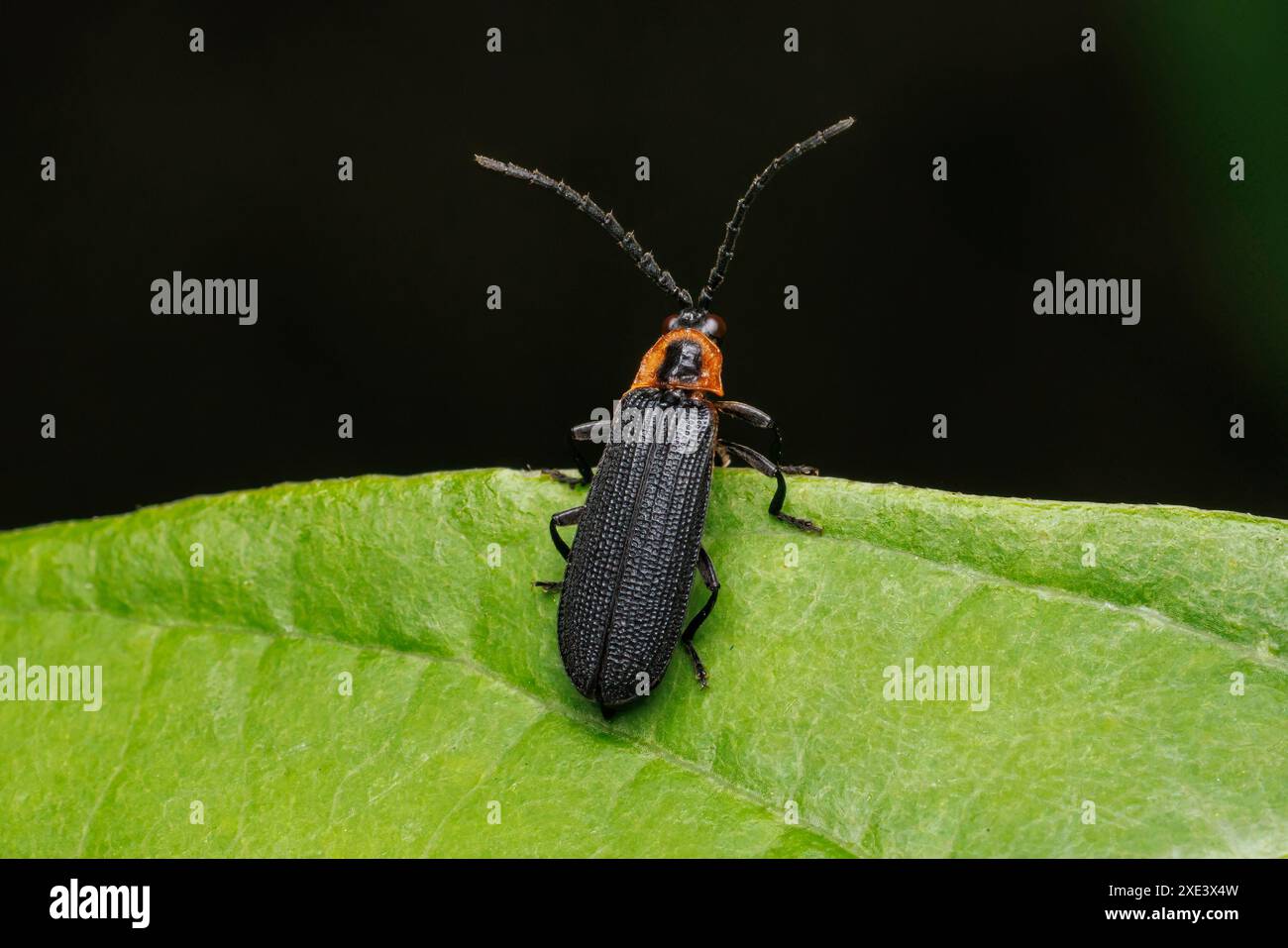 Scarabeo con alette nette (Plateros sp.) Foto Stock