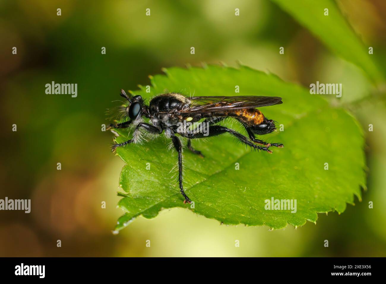 Robber Fly (Laphria sp.) - Maschio Foto Stock