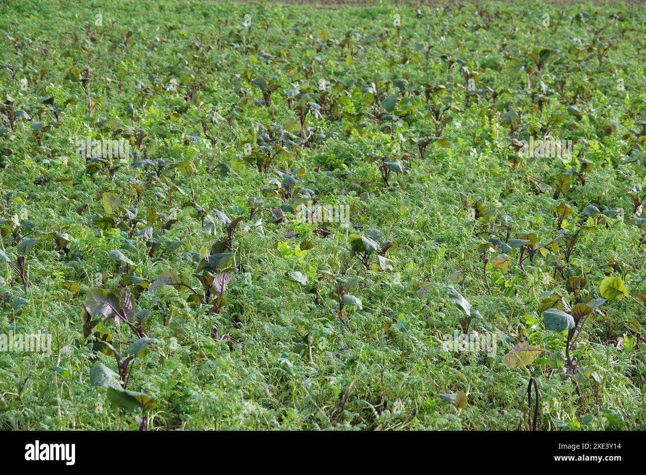 Concime verde Foto Stock