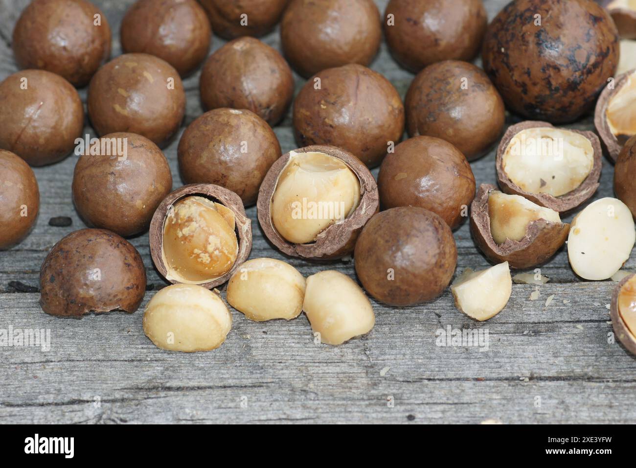 Noci di macadamia Foto Stock