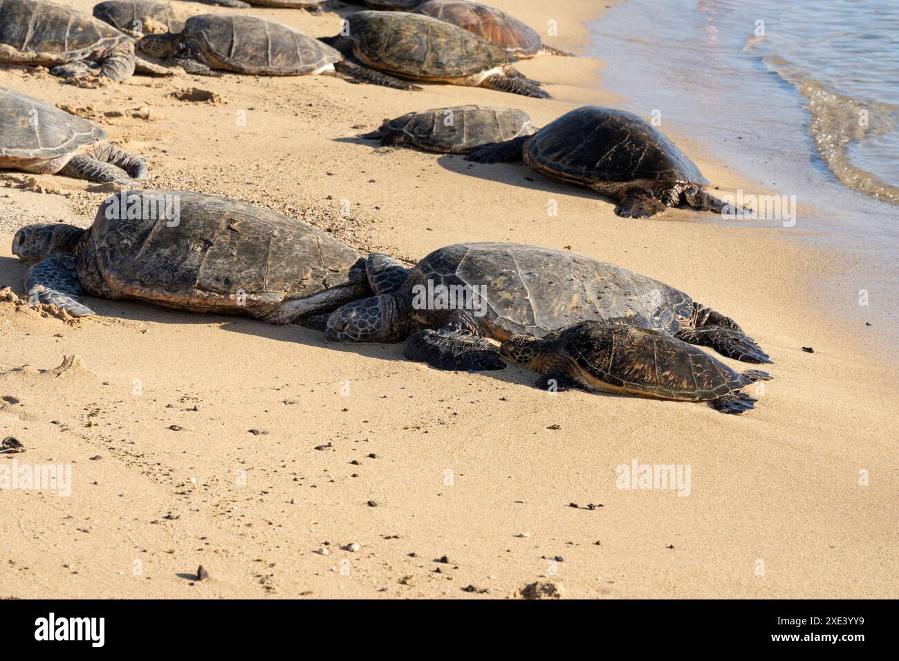 Tartarughe verdi hawaiane (nome hawaiano: Honu) che si crogiolano sulla spiaggia di Kauai, Hawaii, Stati Uniti. Foto Stock