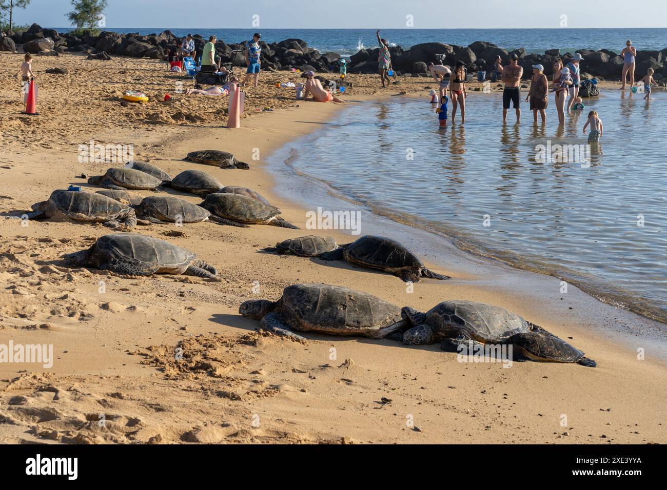 Kauai, Hawaii, Stati Uniti d'America - 18 gennaio 2024: Tartarughe verdi hawaiane (nome hawaiano: Honu) che si crogiolano con molte persone a Poipu Beach a Kauai, Hawaii, Stati Uniti. Foto Stock