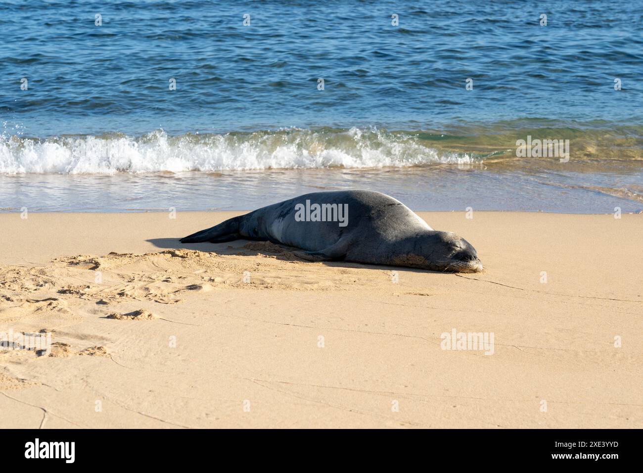 Una foca monaca hawaiana (nome scientifico: Monachus schauinslandi) che dorme sulla spiaggia di Poipu a Kauai, Hawaii, Stati Uniti. Foto Stock