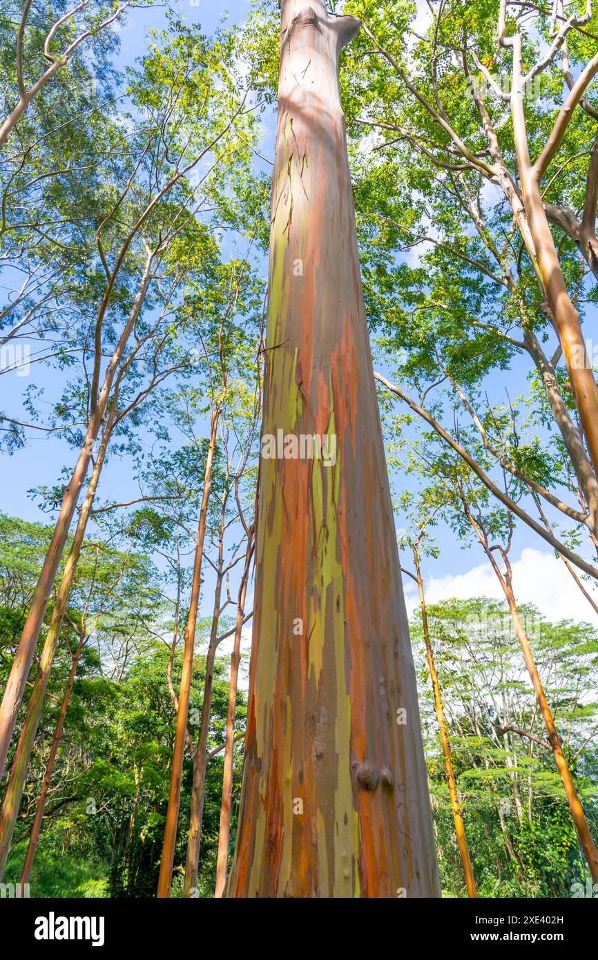 Arcobaleno eucalipto al Keahua Arboretum vicino a Kapa, Kauai, Hawaii. Foto Stock
