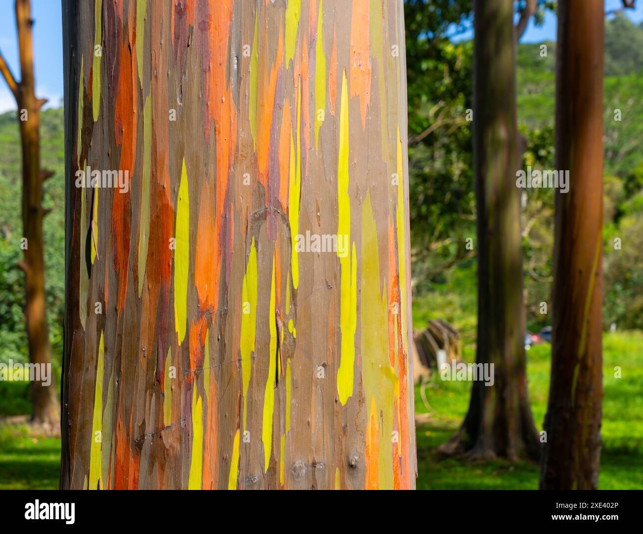 Arcobaleno eucalipto al Keahua Arboretum vicino a Kapa, Kauai, Hawaii. Foto Stock
