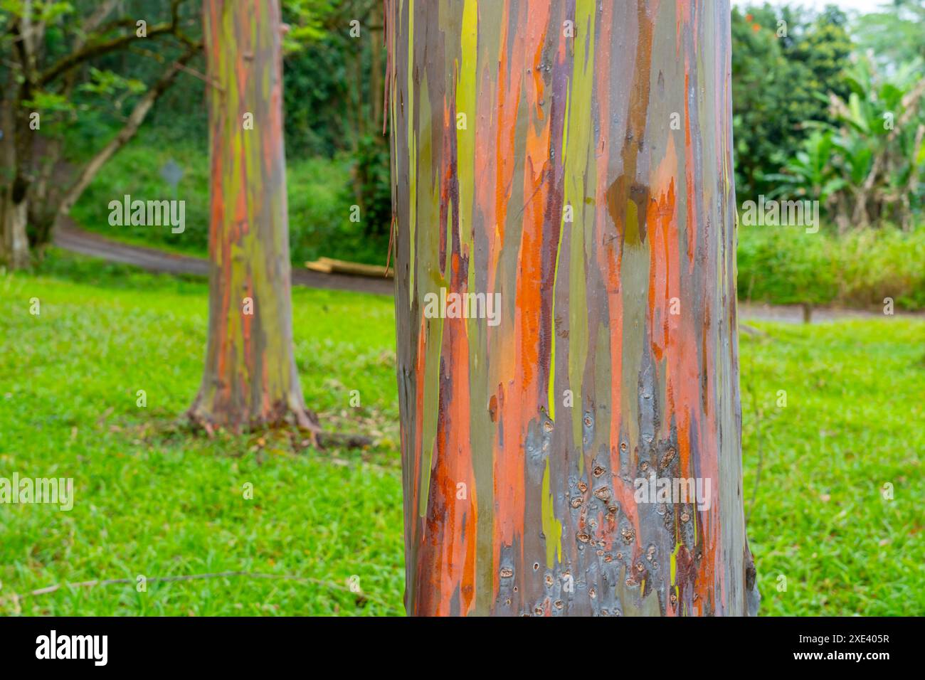 Arcobaleno eucalipto al Keahua Arboretum vicino a Kapa, Kauai, Hawaii. Foto Stock