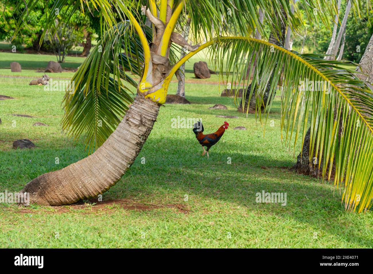 Una palma con un bel gallo selvatico in un parco a Kauai, Hawaii, Stati Uniti. Foto Stock