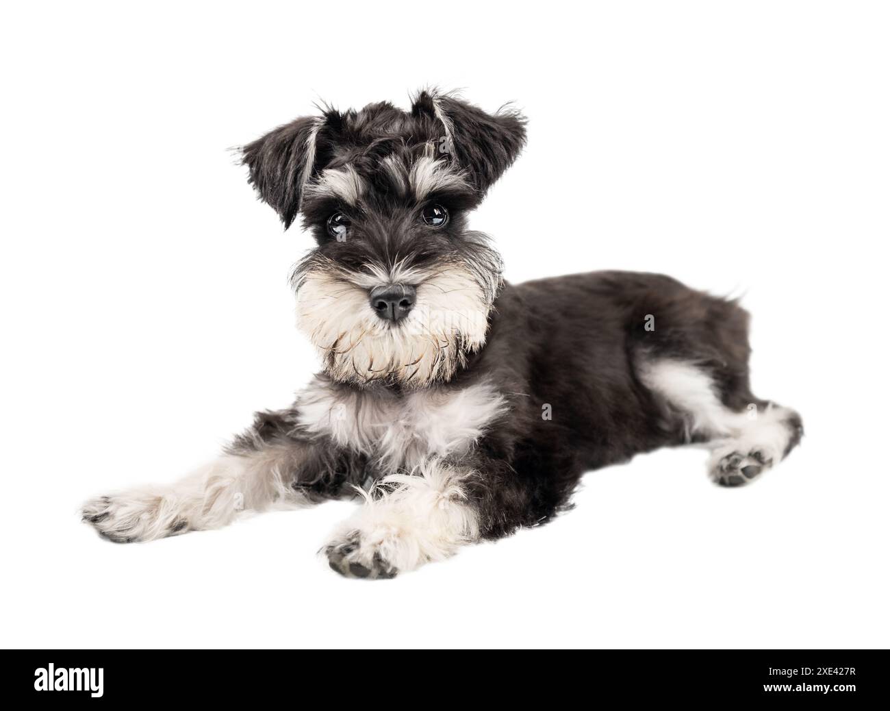 Il cucciolo di schnauzer in miniatura giace e guarda la telecamera isolata su uno sfondo bianco Foto Stock