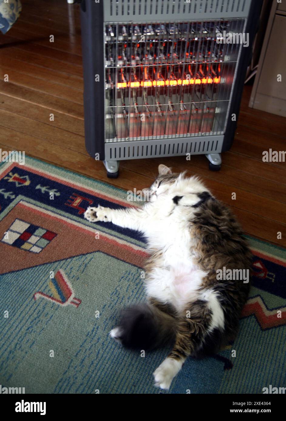 Un gatto di animali da compagnia steso da un riscaldatore Foto Stock