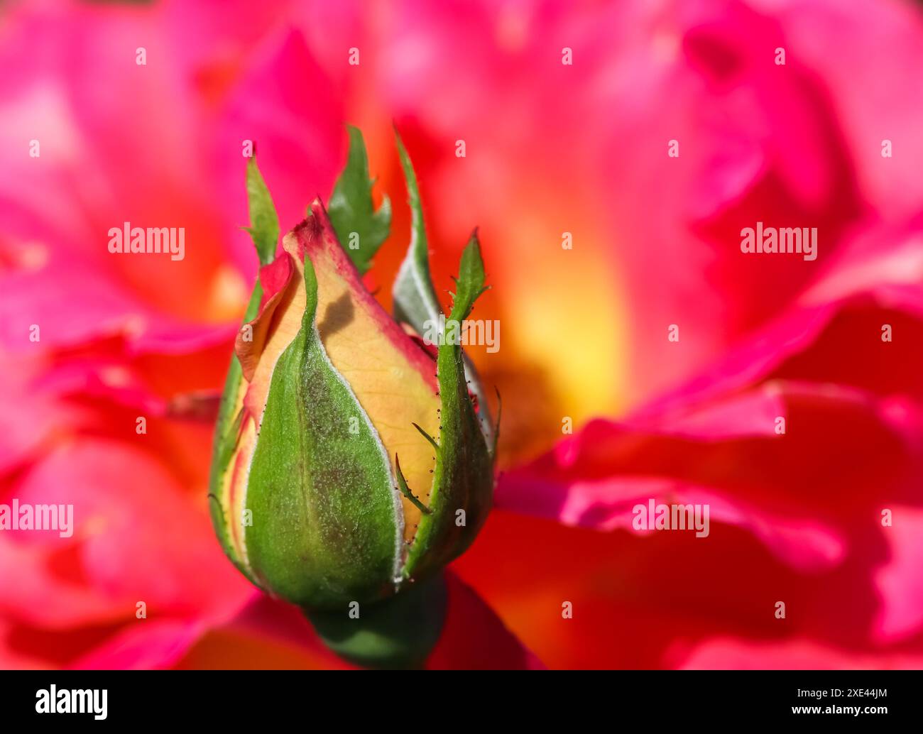 Un bocciolo su sfondo rosso con petali di rosa Foto Stock