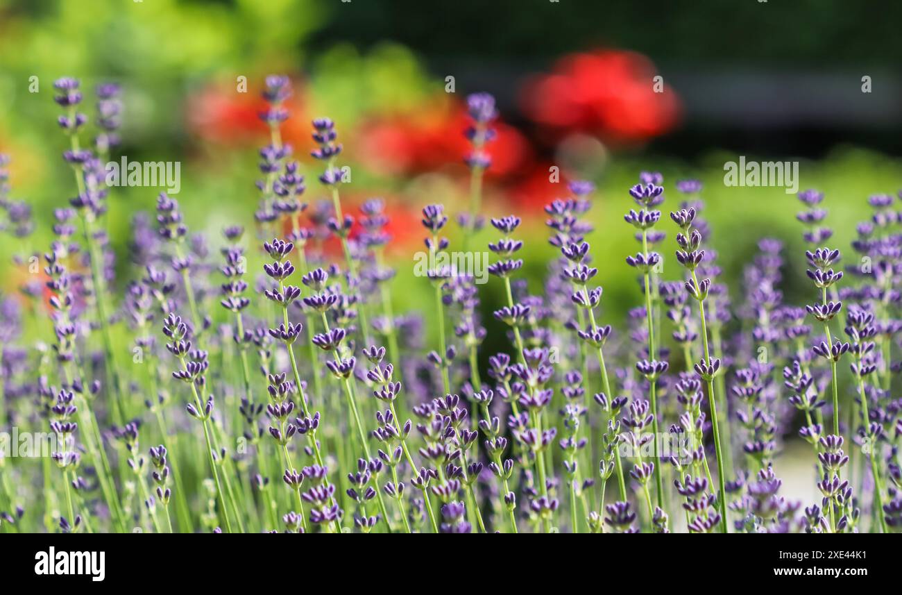 Fiori di lavanda che fioriscono nel giardino con sfondo sfocato. Foto Stock