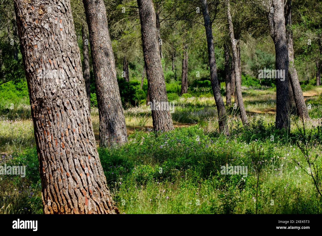 Sa Comuna Foto Stock