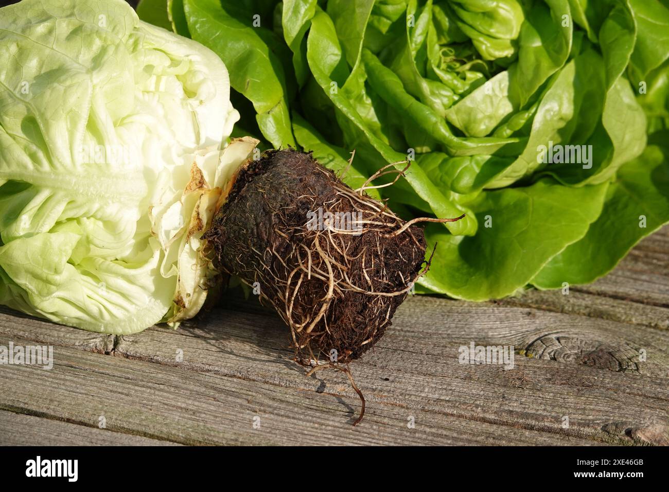 Lactuca sativa, lattuga, radici Foto Stock