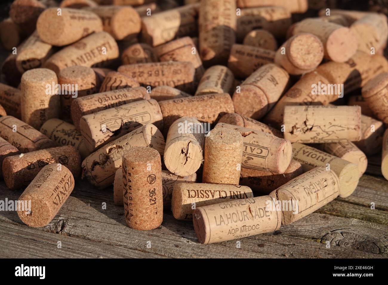 Quercus suber, sughero, sughero da vino Foto Stock